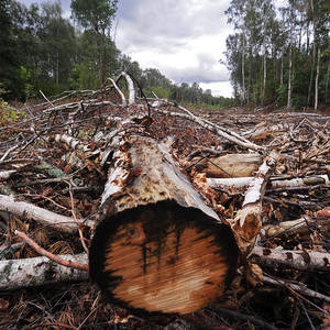 Суд обязал Православное братство восстановить леса на 831 гектаре земли