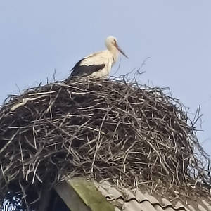 В Тверской области на крыше дома аисты построили гнездо